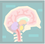 picture of brain